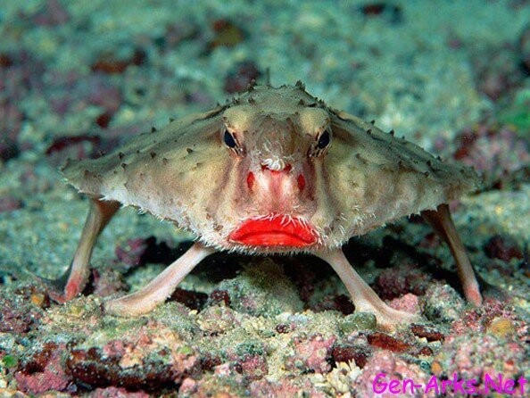 ilginc-hayvanlar-foto-galerisi-1