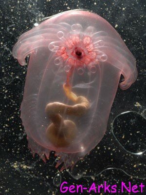 ilginc-hayvanlar-foto-galerisi-5