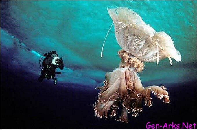 ilginc-hayvanlar-foto-galerisi-6