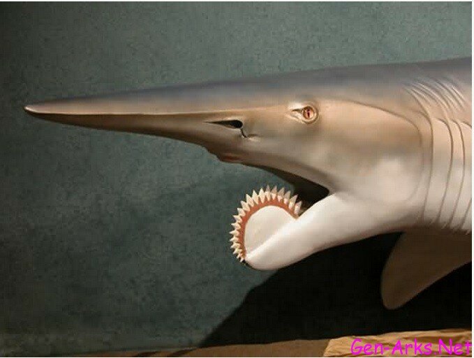 ilginc-hayvanlar-foto-galerisi-8