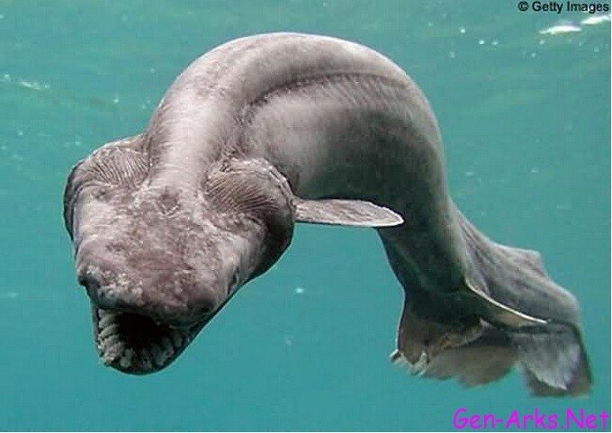 ilginc-hayvanlar-foto-galerisi-9